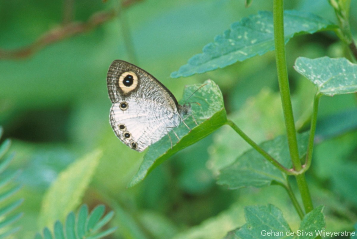 Ypthima ceylonica Hewitson, 1864